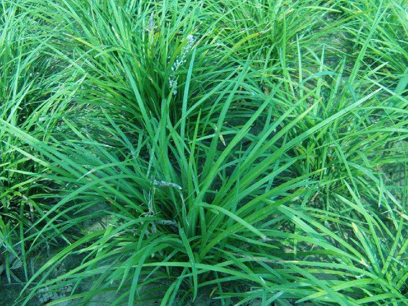 麥冬苗種植基地
